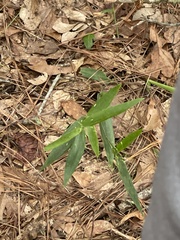 Dichanthelium commutatum