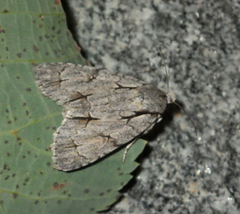 Acronicta psi