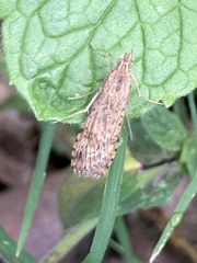 Nomophila nearctica