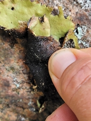 Umbilicaria