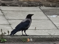 Corvus cornix × corone