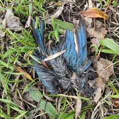 Todiramphus sanctus vagans