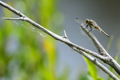 Libellula quadrimaculata