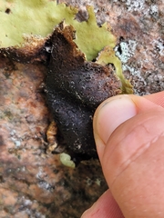 Umbilicaria