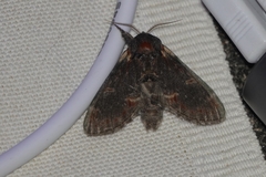 Notodonta dromedarius