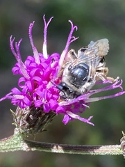 Melissodes denticulatus