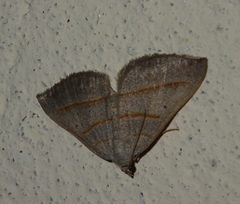 Scotopteryx