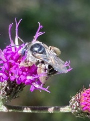 Melissodes denticulatus