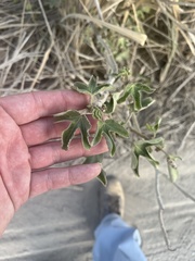 Jatropha gossypiifolia