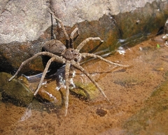 Dolomedes vittatus