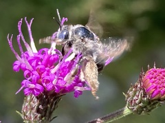 Melissodes denticulatus