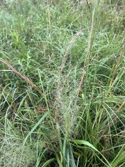 Dichanthelium polyanthes