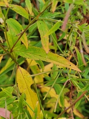 Epilobium