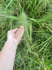 Dichanthelium polyanthes