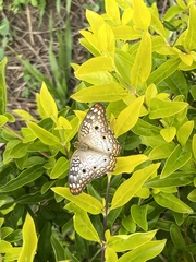 Anartia jatrophae