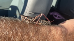 Schistocerca americana