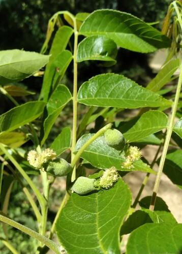Bolivian walnut (Juglans boliviana)