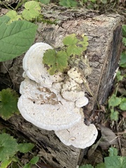 Trametes gibbosa