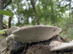 Trametes gibbosa