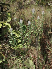 Oocephalus grazielae