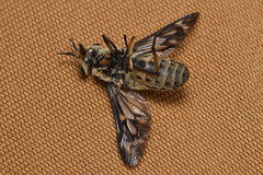 Chrysops