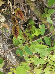 Actinidia lanceolata