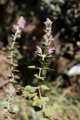 Oocephalus grazielae