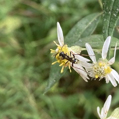 Ceropales maculata