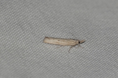 Agriphila inquinatella