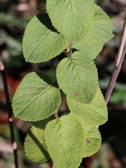 Oocephalus grazielae