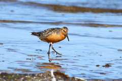 Calidris canutus