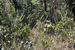 Oocephalus grazielae