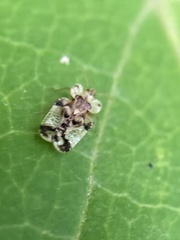 Corythucha marmorata