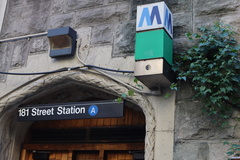 Ampelopsis glandulosa