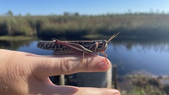 Schistocerca americana