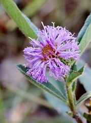 Vernonia bardanoides