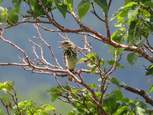 Bisbita de Hodgson (Anthus hodgsoni)