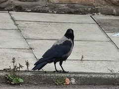 Corvus cornix × corone