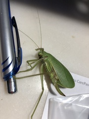 Pterophylla camellifolia