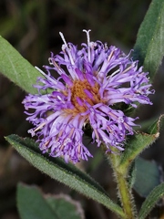 Vernonia bardanoides