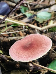 Tricholomopsis rutilans