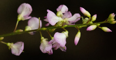 Hylodesmum glutinosum