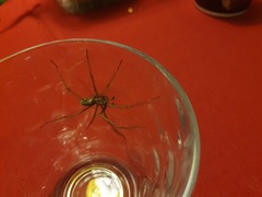 Eratigena atrica