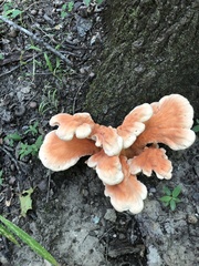Laetiporus cincinnatus