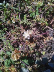 Phacelia distans