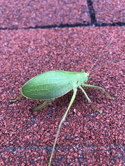 Pterophylla camellifolia