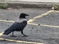 Corvus cornix × corone