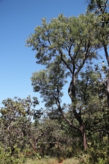 Dalbergia miscolobium