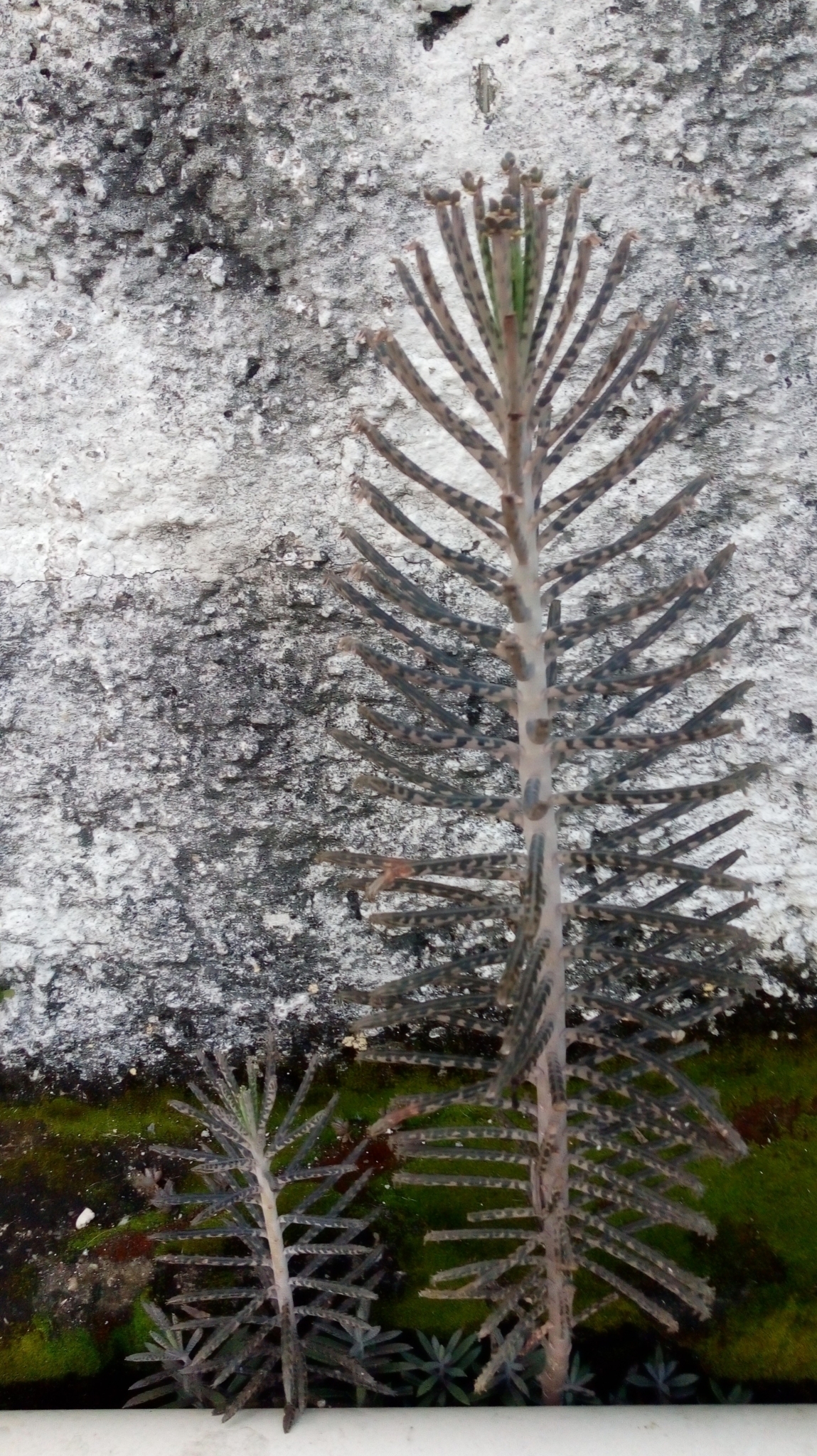 Kalanchoe delagoensis