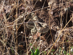 Crotalus ornatus